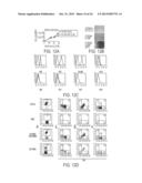 METHOD FOR DEVELOPING NATURAL KILLER CELLS FROM STEM CELLS diagram and image