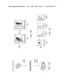 METHOD FOR DEVELOPING NATURAL KILLER CELLS FROM STEM CELLS diagram and image