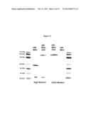 Methods and Compositions for Increasing Arylsulfatase A Activity in the     CNS diagram and image