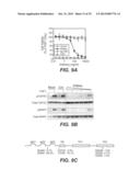 ANTI-FGFR3 ANTIBODIES AND METHODS USING SAME diagram and image