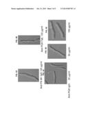 MONOCLONAL ANTIBODIES THAT REACT WITH THE CAPSULE OF BACILLUS ANTHRACIS diagram and image