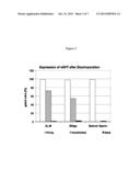 DNA Expression Construct diagram and image