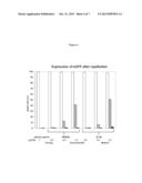 DNA Expression Construct diagram and image