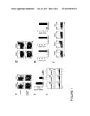 METHODS FOR IN VITRO DIFFERENTIATION OF TH-17+ CELLS diagram and image