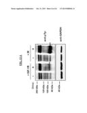 DETECTION OF A POSTTRANSLATIONALLY MODIFIED POLYPEPTIDE BY A BI-VALENT     BINDING AGENT diagram and image