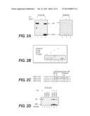 COMPOSITIONS AND METHODS FOR DETECTING ACETYLATED SUMO PROTEINS diagram and image