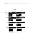 Synthetic culture platform and methods of using diagram and image