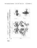 CRYSTAL STRUCTURE OF FLT3 LIGAND-RECEPTOR COMPLEX diagram and image