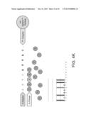 PHASE-PROTECTING REAGENT FLOW ORDERINGS FOR USE IN SEQUENCING-BY-SYNTHESIS diagram and image