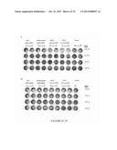 Fusion Proteins to Facilitate Selection of Cells Infected with Specific     Immunoglobulin Gene Recombinant Vaccinia Virus diagram and image