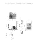 PARATHYROID HORMONE RECEPTOR ACTIVATION AND STEM AND PROGENITOR CELL     EXPANSION diagram and image