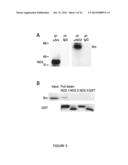 METHOD FOR AMELIORATING PAIN BY MODIFICATION OF NMDA RECEPTORS THROUGH     INHIBITION OF SRC diagram and image