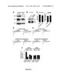 METHOD FOR AMELIORATING PAIN BY MODIFICATION OF NMDA RECEPTORS THROUGH     INHIBITION OF SRC diagram and image