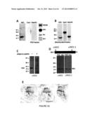 METHOD FOR AMELIORATING PAIN BY MODIFICATION OF NMDA RECEPTORS THROUGH     INHIBITION OF SRC diagram and image