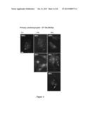 Inhibitors of Apoptosis and Uses Thereof diagram and image