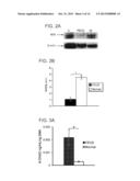 COMPOSITIONS AND METHODS OF TREATMENT OF CORNEAL ENDOTHELIUM DISORDERS diagram and image