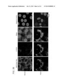 COMPOSITIONS AND METHODS OF TREATMENT OF CORNEAL ENDOTHELIUM DISORDERS diagram and image