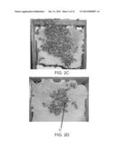 COMPOSITIONS FOR CONFERRING TOLERANCE TO VIRAL DISEASE IN SOCIAL INSECTS,     AND THE USE THEREOF diagram and image