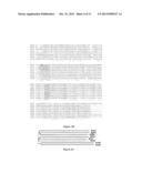 USE OF A NEW GENE CODING FOR A NEW MEMBER OF THE MCM2-8 FAMILY IN     PHARMACEUTICAL COMPOSITIONS diagram and image