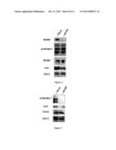 USE OF A NEW GENE CODING FOR A NEW MEMBER OF THE MCM2-8 FAMILY IN     PHARMACEUTICAL COMPOSITIONS diagram and image