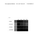 FLUORESCENT PROBE diagram and image