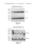 TREATMENT OF SANFILIPPO SYNDROME TYPE B diagram and image