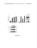 COMPOUNDS AND METHODS FOR INDUCING APOPTOSIS IN CANCER CELLS USING A BH3     ALPHA-HELICAL MIMETIC diagram and image