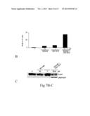 COMPOUNDS AND METHODS FOR INDUCING APOPTOSIS IN CANCER CELLS USING A BH3     ALPHA-HELICAL MIMETIC diagram and image