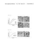 NANOPARTICLES IN THE SHAPE OF NANOSNOWMAN WITH A HEAD PART AND A BODY     PART, A PREPARATION METHOD THEREOF AND A DETECTION METHOD USING THE SAME diagram and image