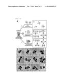 NANOPARTICLES IN THE SHAPE OF NANOSNOWMAN WITH A HEAD PART AND A BODY     PART, A PREPARATION METHOD THEREOF AND A DETECTION METHOD USING THE SAME diagram and image