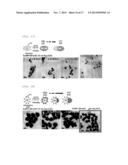 NANOPARTICLES IN THE SHAPE OF NANOSNOWMAN WITH A HEAD PART AND A BODY     PART, A PREPARATION METHOD THEREOF AND A DETECTION METHOD USING THE SAME diagram and image