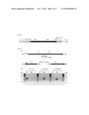 SYNTHETIC PATHWAY ENZYMES FOR THE PRODUCTION OF ARGYRINS diagram and image