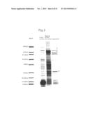 PROTEIN COMPLEX HAVING ACTIVITY CATALYZING ASYMMETRIC OXIDATION REACTION     AND PROCESS FOR PRODUCING THE SAME diagram and image