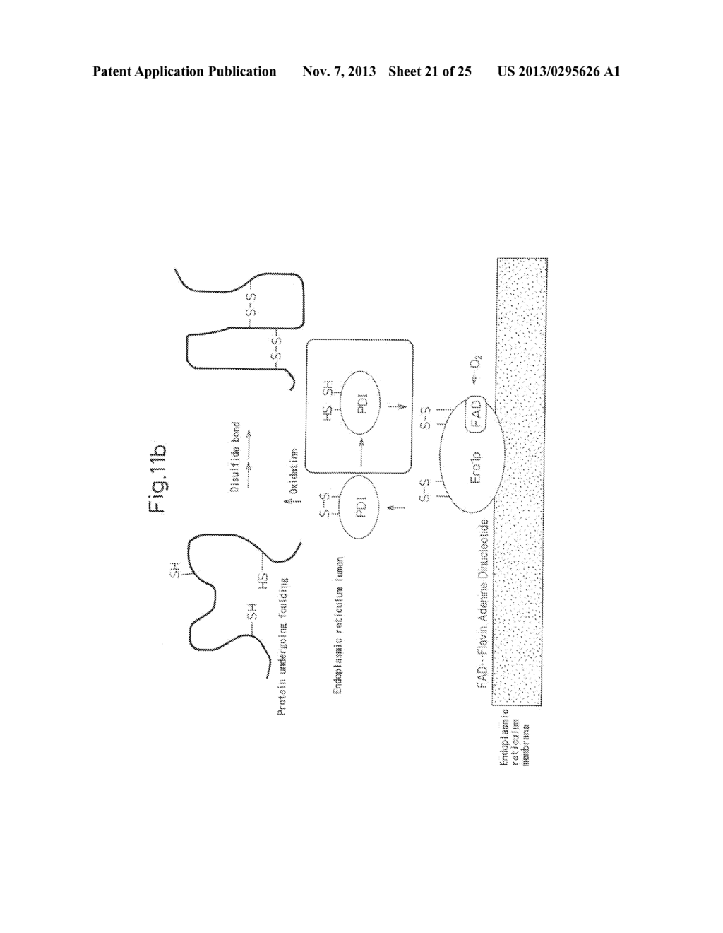 PROTEIN COMPLEX HAVING ACTIVITY CATALYZING ASYMMETRIC OXIDATION REACTION     AND PROCESS FOR PRODUCING THE SAME - diagram, schematic, and image 22