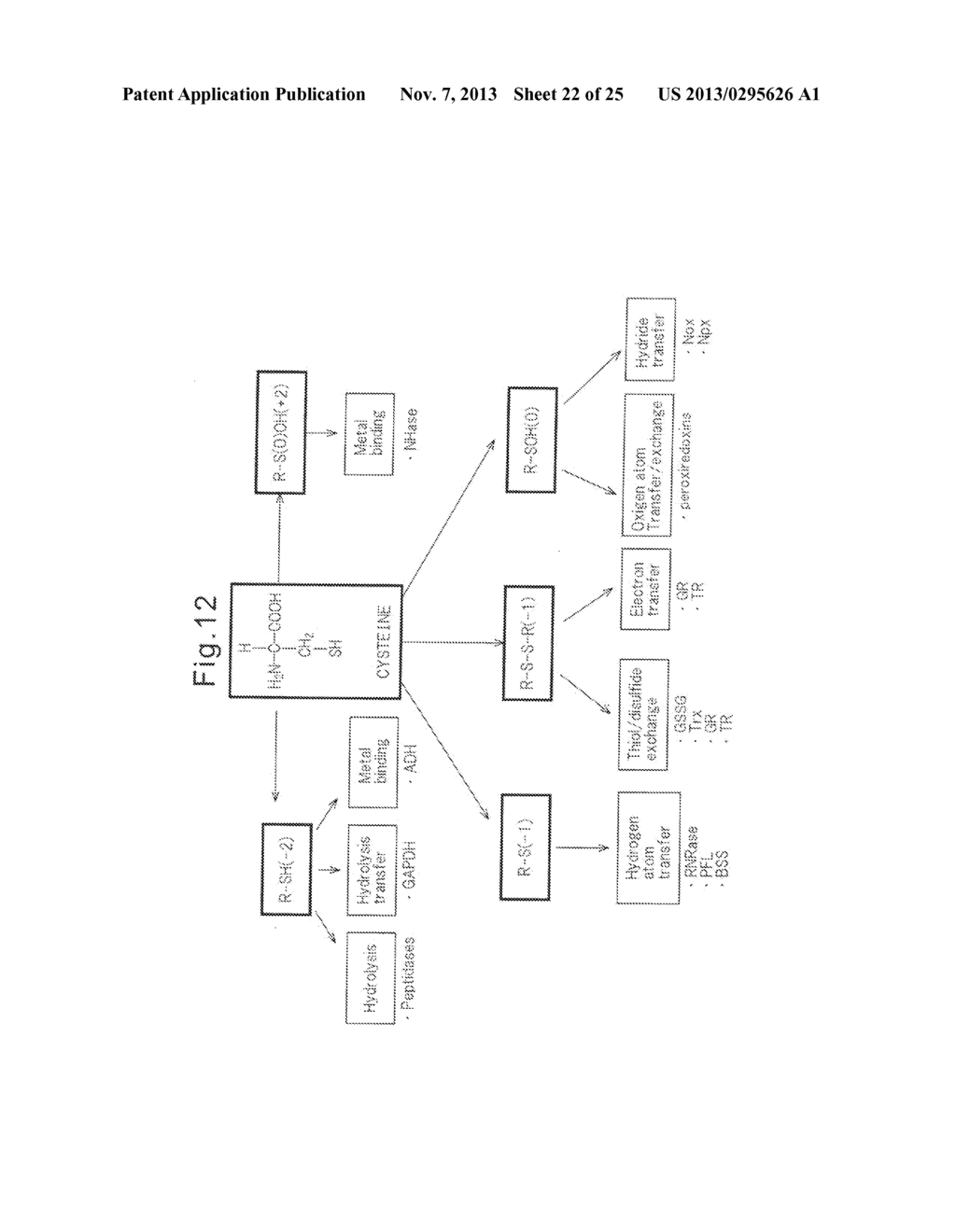 PROTEIN COMPLEX HAVING ACTIVITY CATALYZING ASYMMETRIC OXIDATION REACTION     AND PROCESS FOR PRODUCING THE SAME - diagram, schematic, and image 23