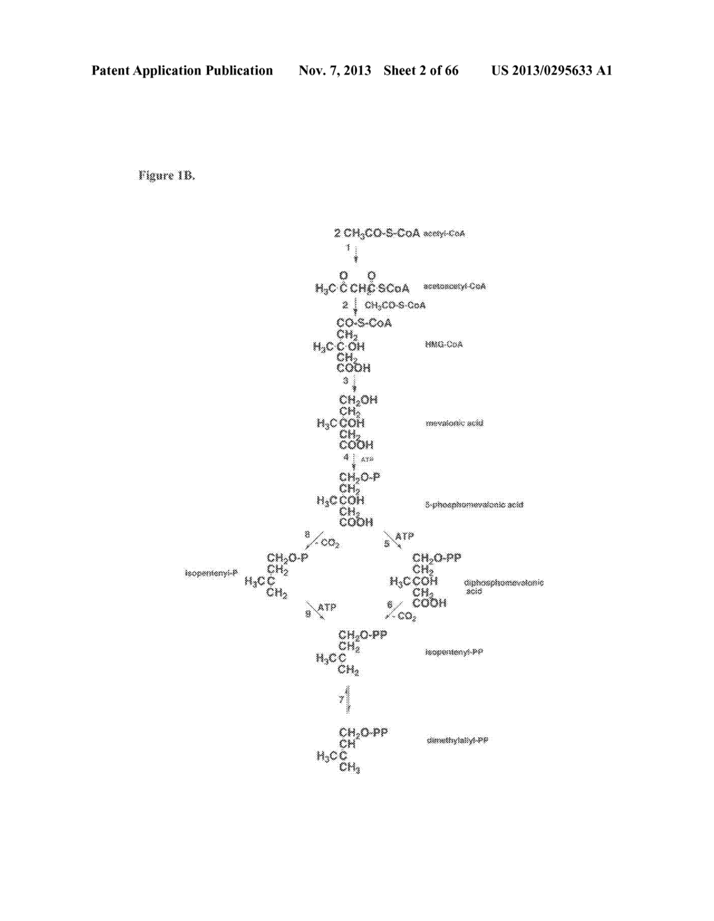 COMPOSITIONS AND METHODS OF PGL FOR THE INCREASED PRODUCTION OF ISOPRENE - diagram, schematic, and image 03