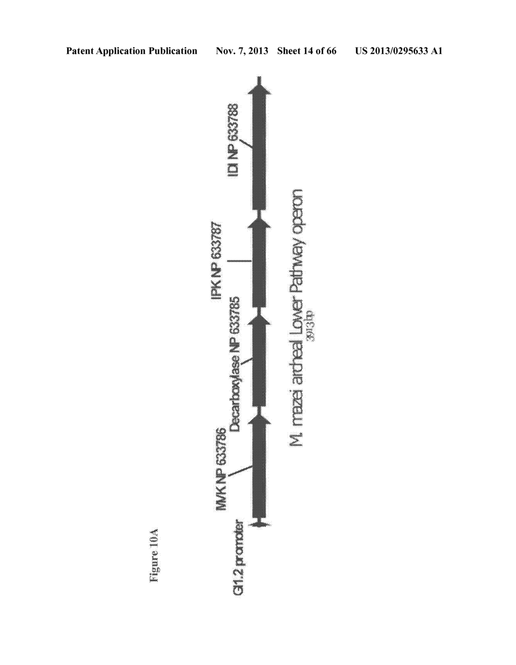 COMPOSITIONS AND METHODS OF PGL FOR THE INCREASED PRODUCTION OF ISOPRENE - diagram, schematic, and image 15