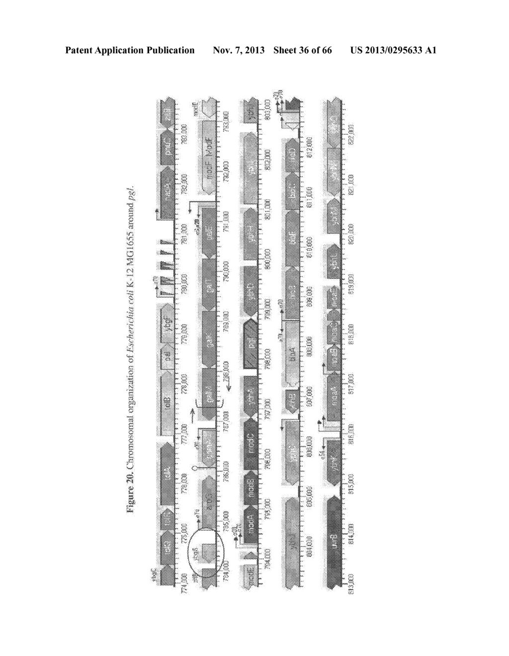 COMPOSITIONS AND METHODS OF PGL FOR THE INCREASED PRODUCTION OF ISOPRENE - diagram, schematic, and image 37