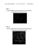 SYNTHETIC BRASSICA-DERIVED CHLOROPLAST TRANSIT PEPTIDES diagram and image