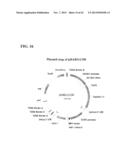 SYNTHETIC BRASSICA-DERIVED CHLOROPLAST TRANSIT PEPTIDES diagram and image