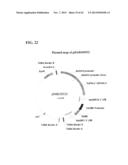 SYNTHETIC BRASSICA-DERIVED CHLOROPLAST TRANSIT PEPTIDES diagram and image