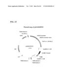 SYNTHETIC BRASSICA-DERIVED CHLOROPLAST TRANSIT PEPTIDES diagram and image