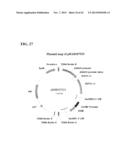 SYNTHETIC BRASSICA-DERIVED CHLOROPLAST TRANSIT PEPTIDES diagram and image