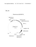 SYNTHETIC BRASSICA-DERIVED CHLOROPLAST TRANSIT PEPTIDES diagram and image