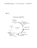 SYNTHETIC BRASSICA-DERIVED CHLOROPLAST TRANSIT PEPTIDES diagram and image