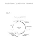 SYNTHETIC BRASSICA-DERIVED CHLOROPLAST TRANSIT PEPTIDES diagram and image