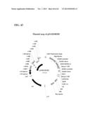 SYNTHETIC BRASSICA-DERIVED CHLOROPLAST TRANSIT PEPTIDES diagram and image