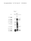 PROTEIN COMPLEX HAVING ACTIVITY CATALYZING ASYMMETRIC OXIDATION REACTION     AND PROCESS FOR PRODUCING THE SAME diagram and image