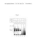 PROTEIN COMPLEX HAVING ACTIVITY CATALYZING ASYMMETRIC OXIDATION REACTION     AND PROCESS FOR PRODUCING THE SAME diagram and image