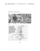 BIOREMEDIATION OF PERSISTENT ORGANIC POLLUTANTS USING THERMOPHILIC     BACTERIA diagram and image